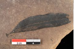 Foto (Detailsansicht) von Quercus palaeoilex Ettingshausen (NHMW-GEO-2024-0188-0752)